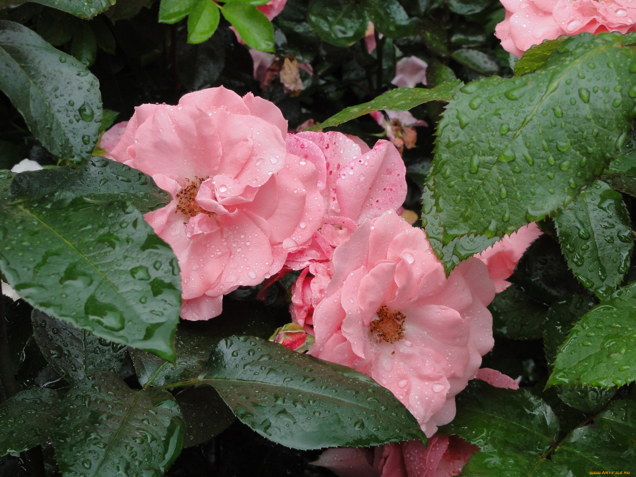 , , , , , , petals, rose, bud, leaves, , blossoms